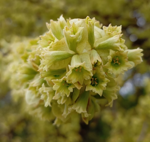 Bougainvillea campanulata — photo