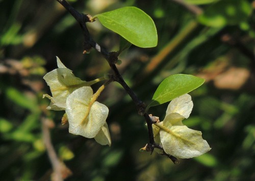 Bougainvillea campanulata