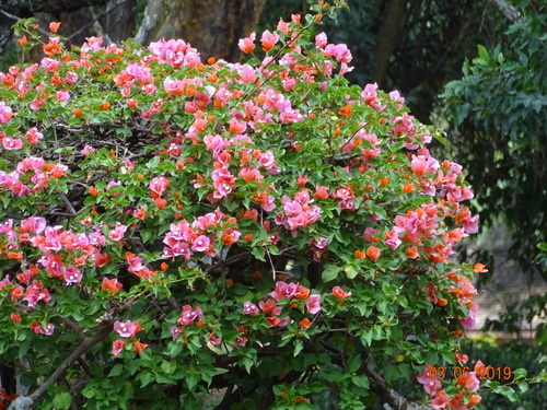 Bougainvillea spectabilis (Purple bougainvillea) — photo