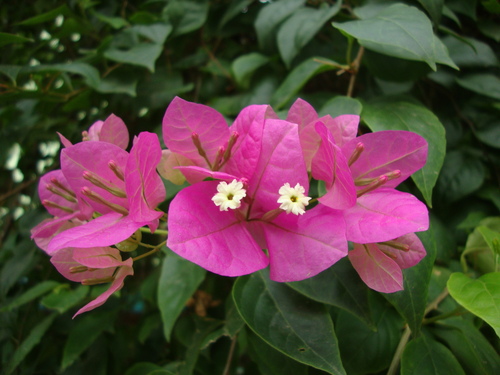 Bougainvillea spectabilis