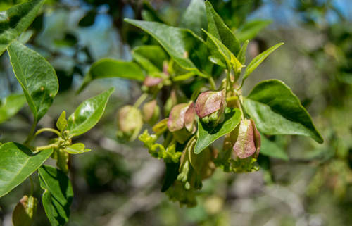 Bougainvillea stipitata — photo