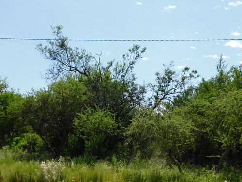 Bougainvillea stipitata — photo