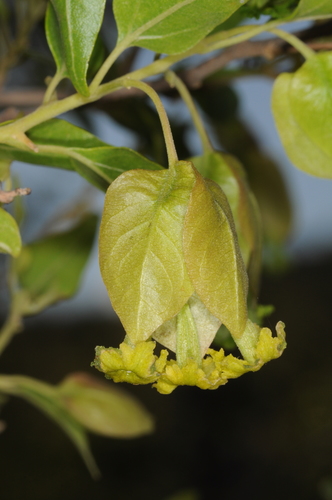 Bougainvillea stipitata