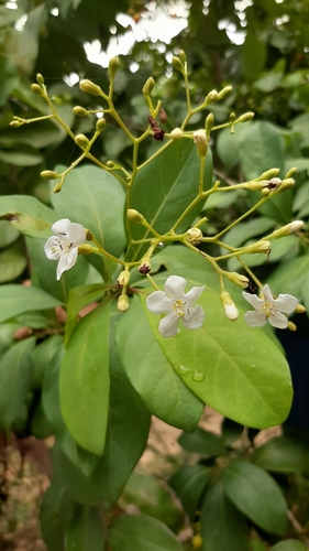 Bourreria baccata