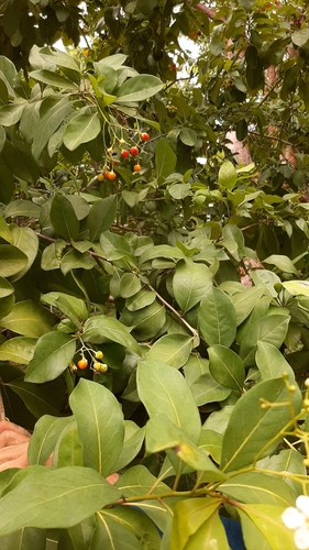 Bourreria baccata (Currant tree) — photo
