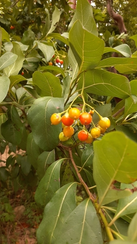 Bourreria baccata (Currant tree) — photo