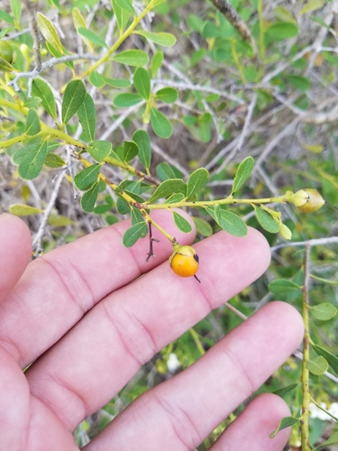 Bourreria havanensis — photo