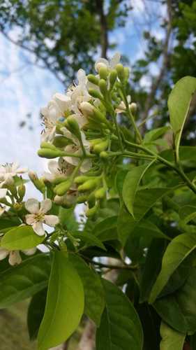 Bourreria oxyphylla — photo