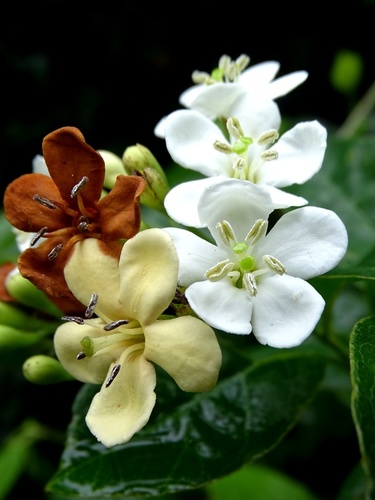 Bourreria oxyphylla