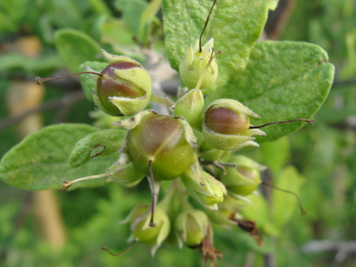 Bourreria sonorae — photo