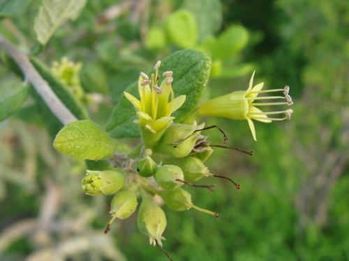Bourreria sonorae