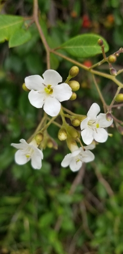 Bourreria succulenta (Pigeon wood strong bark) — photo