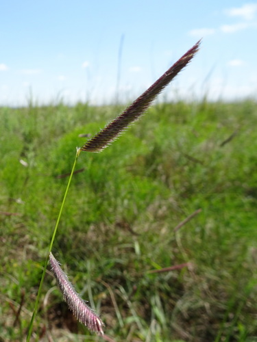 Bouteloua gracilis (Blue grama) — photo