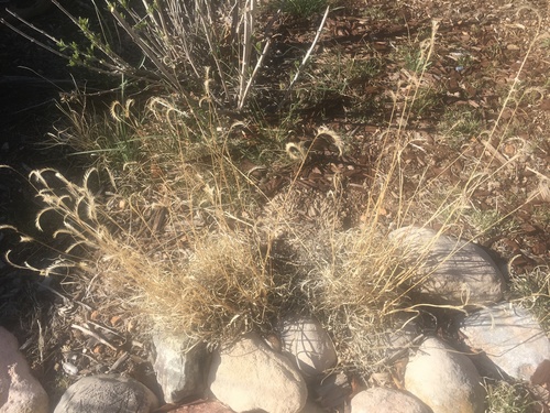 Bouteloua gracilis (Blue grama) — photo