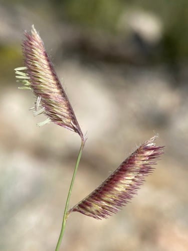 Bouteloua gracilis