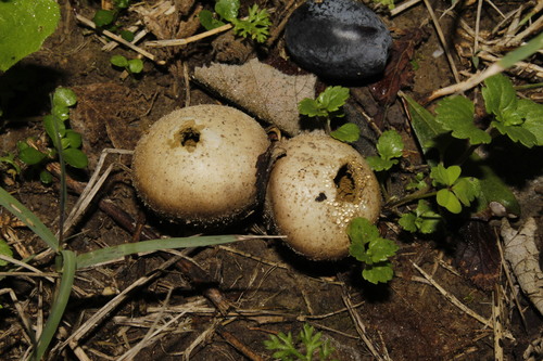 Bovista nigrescens