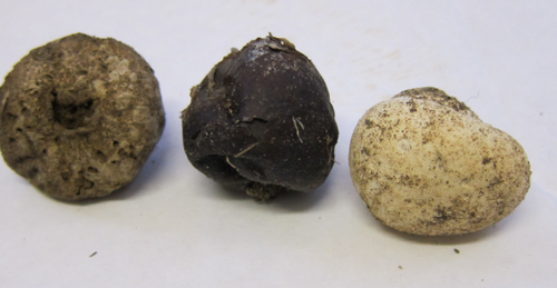 Bovista plumbea var. ovalispora — photo