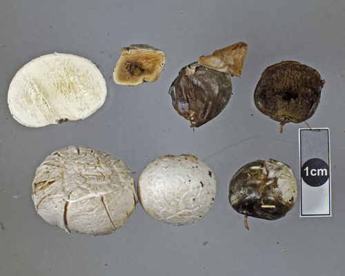 Bovista plumbea var. ovalispora — photo