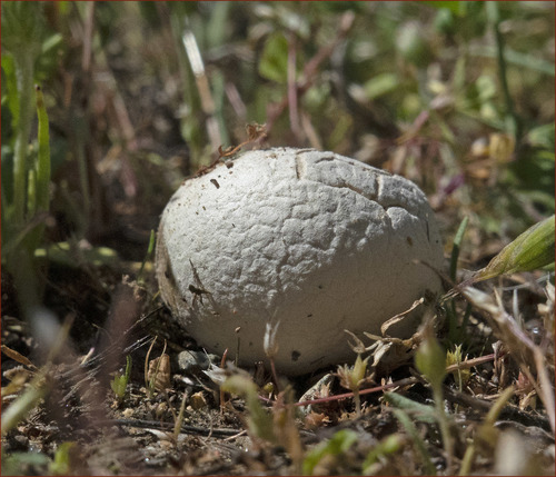 Bovista plumbea var. ovalispora