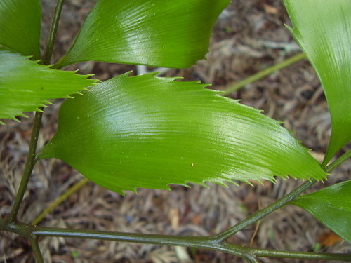 Bowenia serrulata (Byfield fern) — photo