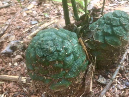 Bowenia spectabilis (Byfield fern) — photo