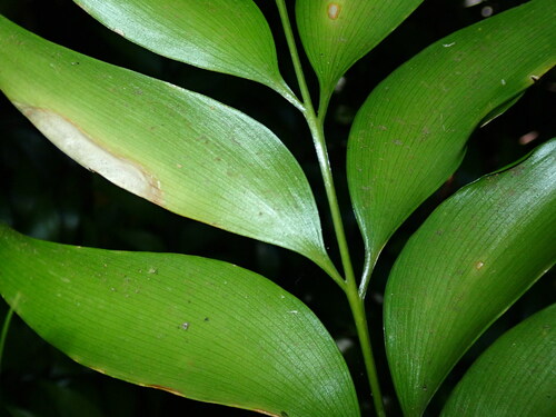Bowenia spectabilis (Byfield fern) — photo