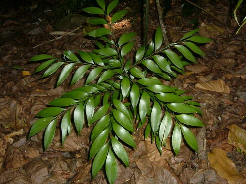 Bowenia spectabilis