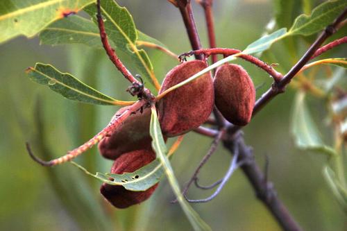 Brabejum stellatifolium (Bitter almond) — photo