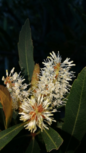 Brabejum stellatifolium (Bitter almond) — photo