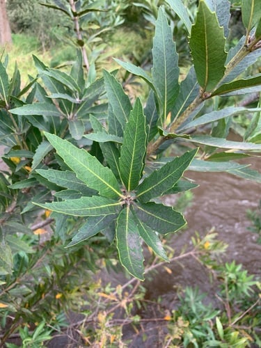 Brabejum stellatifolium