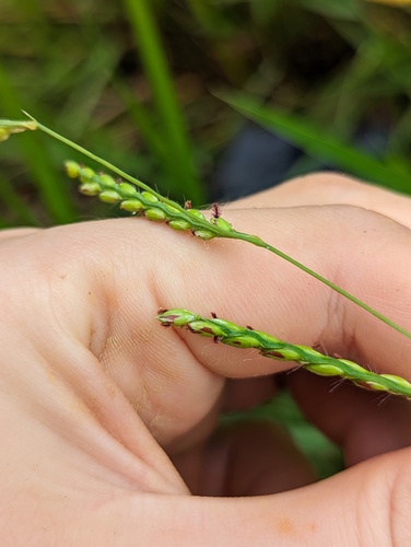 Brachiaria brizantha (Bread grass) — photo