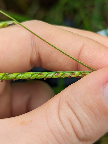 Brachiaria brizantha (Bread grass) — photo