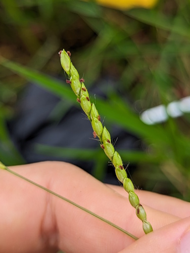 Brachiaria brizantha