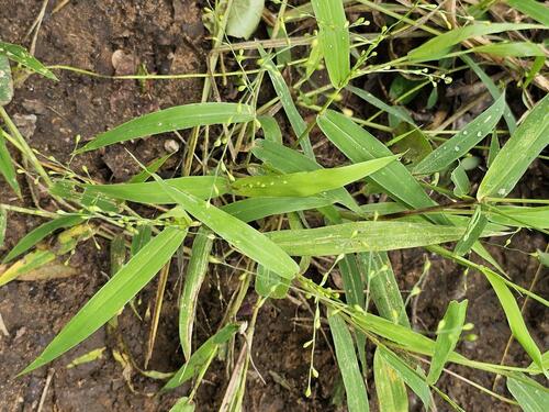Brachiaria deflexa (Animal fonio) — photo