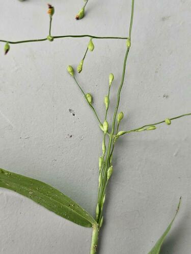 Brachiaria deflexa