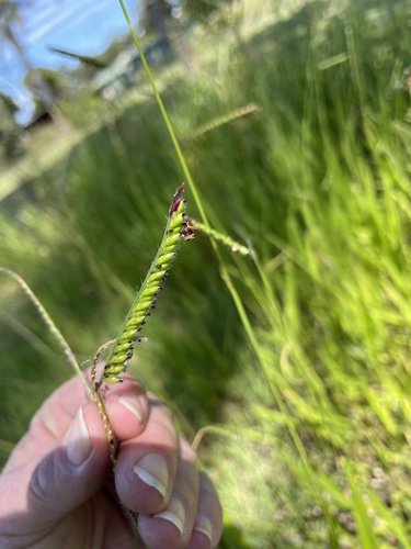 Brachiaria eminii — photo