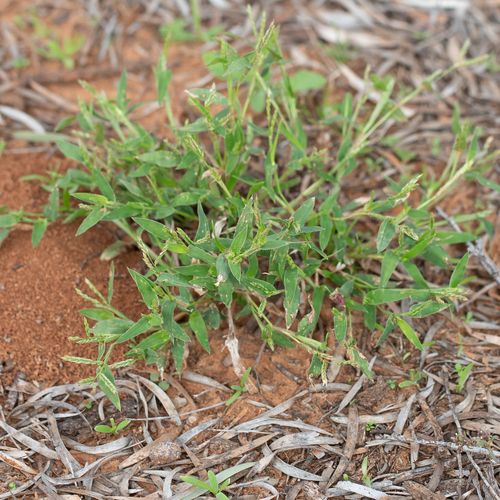 Brachiaria gilesii (Hairy-edged armgrass) — photo