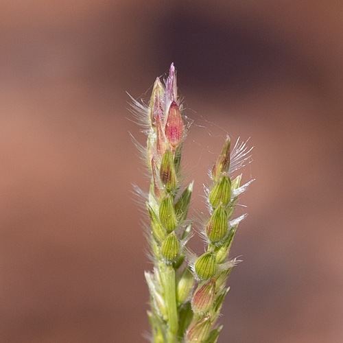 Brachiaria gilesii (Hairy-edged armgrass) — photo