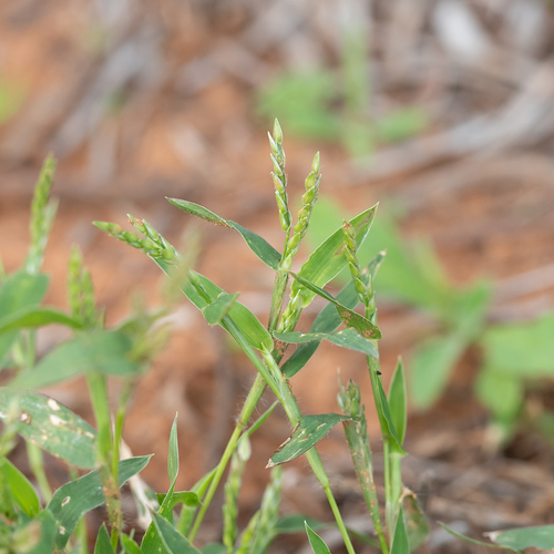 Brachiaria gilesii