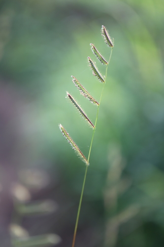 Brachiaria jubata