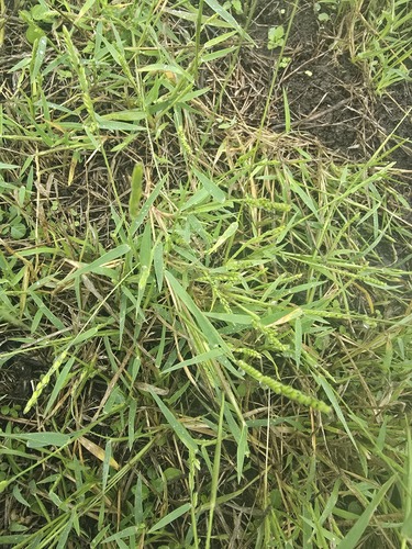 Brachiaria piligera (Hairy arm grass) — photo