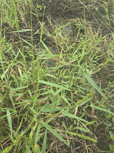 Brachiaria piligera (Hairy arm grass) — photo