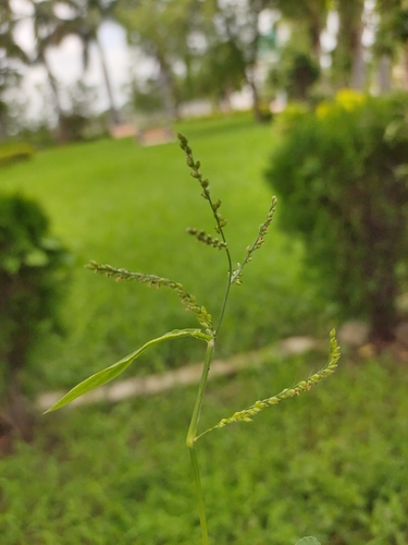 Brachiaria ramosa (Signal grass) — photo