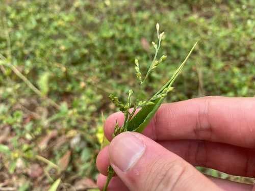 Brachiaria ramosa (Signal grass) — photo