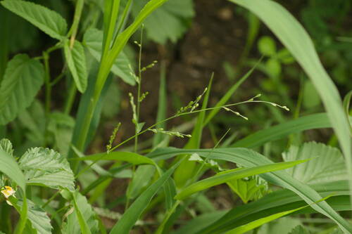 Brachiaria ramosa