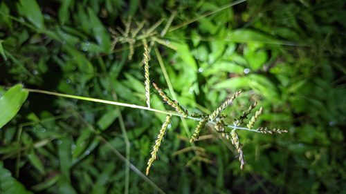 Brachiaria reptans (Fine armgrass) — photo