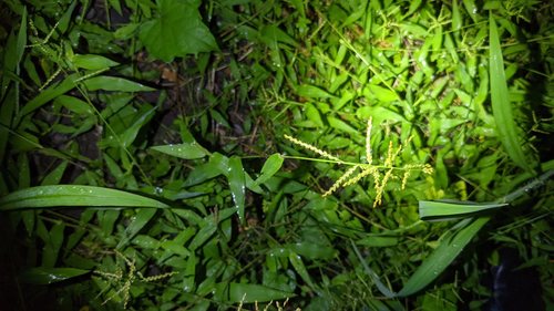 Brachiaria reptans (Fine armgrass) — photo