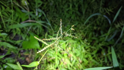 Brachiaria reptans