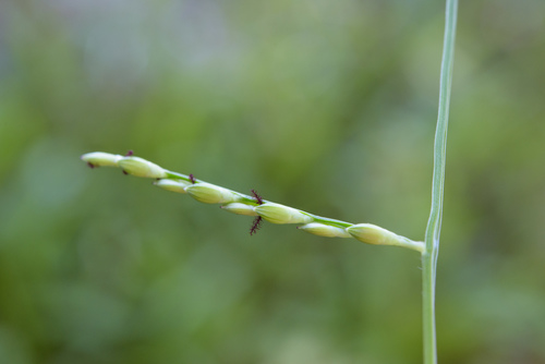Brachiaria subquadripara (Green Summer grass) — photo