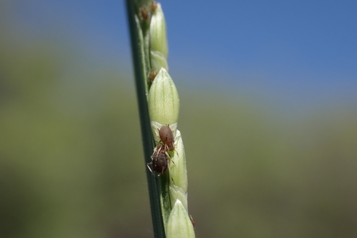 Brachiaria subquadripara (Green Summer grass) — photo